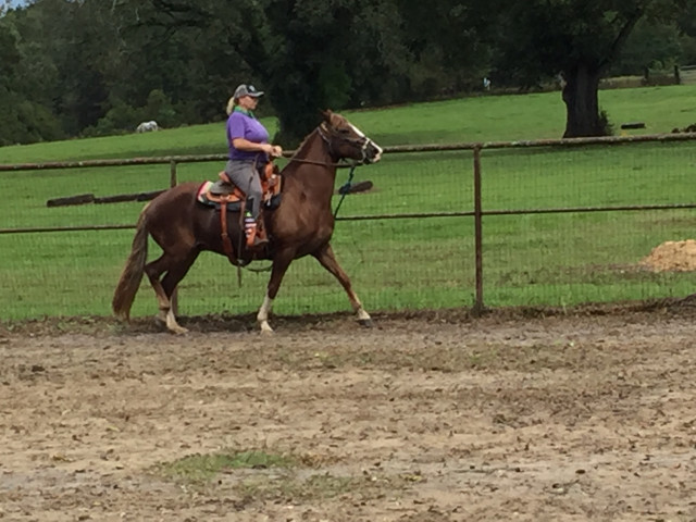 trail horse test oct 6 201812